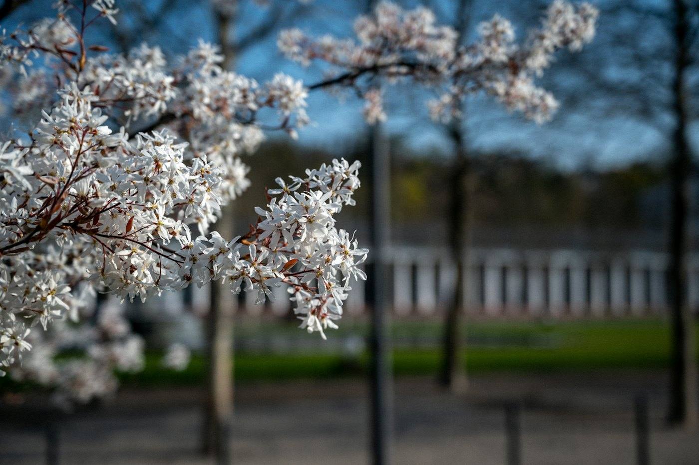 White blossom, the spa park blurred behind